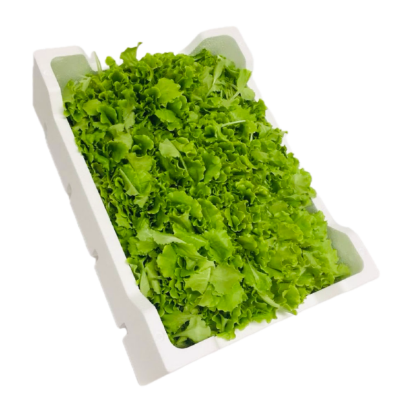 gemme dell orto - insalatina